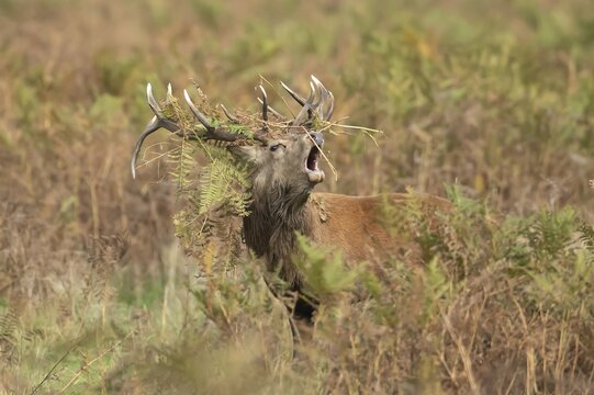 Red deer (Cervus elaphus) adult male stag roaring during the rutting season in autumn with Bracken on its head, England, United Kingdom