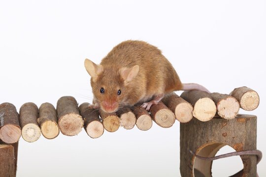 Fancy Mouse sitting on a wooden bridge, a domesticated form of the House Mouse (Mus musculus)