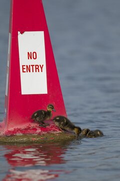 Mallard duck (Anas platyrhynchos) juvenile baby duckling birds on a no entry sign on a river in spring, England, United KIngdom