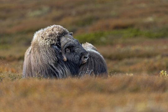 This musk ox bull (Ovibos moschatus) is remarkably friendly towards the calves in the small herd and makes contact with them at regular intervals, autumn, autumn landscape, Ruska, Tundra landscape, September, Norway