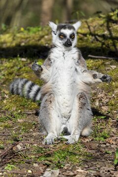 Ring-tailed lemur (Lemur catta), sunbathing, France