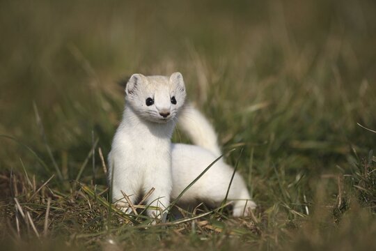 Large weasel (Mustela erminea) in white winter fur, Allg&auml;u, Bavaria, Germany, Allg&auml;u, Bavaria, Germany