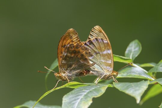 Silver-washed fritillary butterfly (Argynnis paphia) two adult insects mating on tree leaves in summer, England, United Kingdom