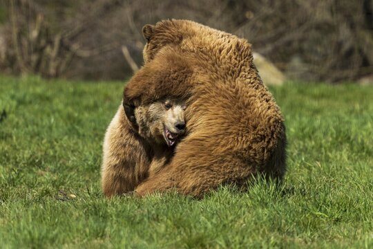 Two bears hugging in a meadow, brown bear (Ursus (arctos), Germany