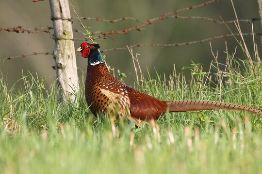 Pheasant (Phasianus colchicus) cock in the meadow in rural surroundings, Lower Austria, Austria