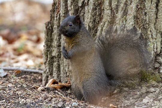 Eastern fox squirrel (Sciurus niger) standing and watching, region of la Mauricie, province of Quebec, Canada