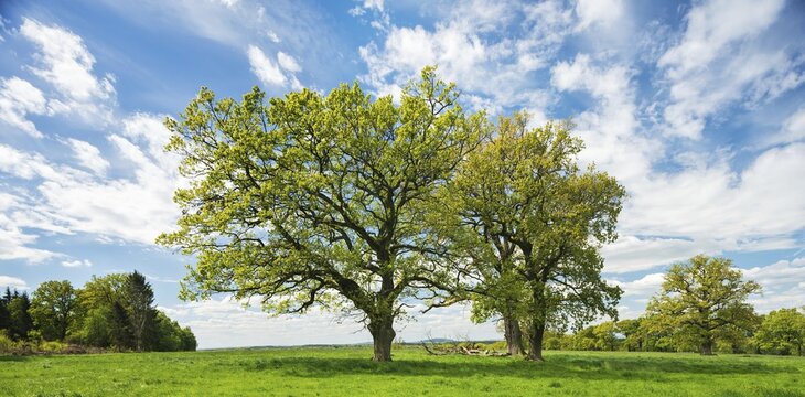 Cultural landscape in spring, Old Oaks (Quercus) on green meadow, blue sky with clouds, Reinhardswald, Hesse, Germany