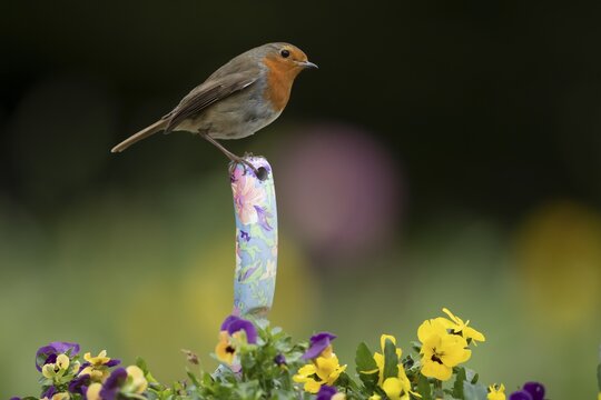 European robin (Erithacus rubecula) adult bird on a trowl handle in garden plant pot with pansy flowers, England, United Kingdom