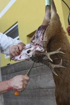 European roe deer (Capreolus capreolus) butcher, butcher processes shot roebuck, Lower Austria, Austria