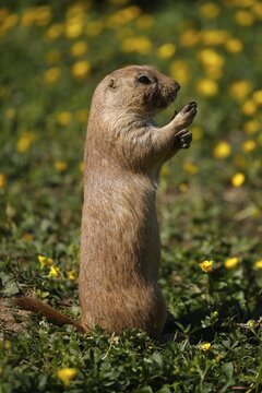 Black-tailed prairie dog (Cynomy ludovicianus) standing in a meadow, France