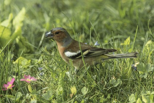 A male common chaffinch (Fringilla coelebs) standing in the green spring grass, Baden-W&uuml;rttemberg, Germany