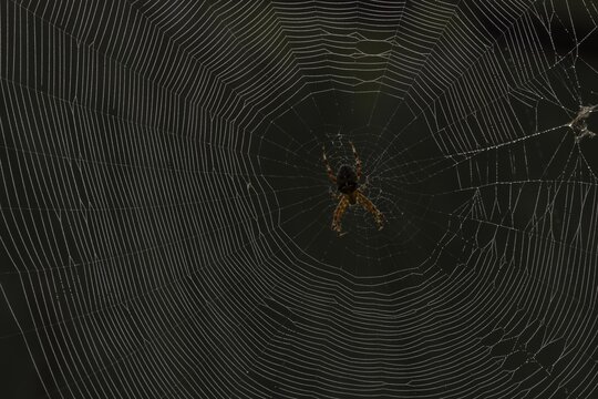 European garden spider (Araneus diadematus) adult resting on it web, Suffolk, England, United Kingdom