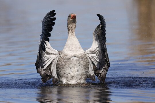 Greylag goose (Anser anser) flapping its wings, Germany