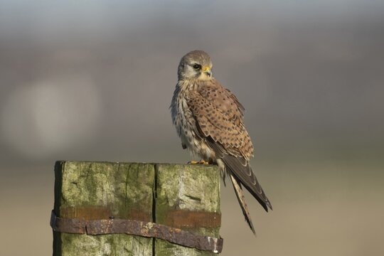 Common kestrel (Falco tinnunculus) adult falcon bird of prey on a fence post, England, United Kingdom