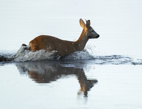 Roe deer (Capreolus capreolus), young roe buck running through the shallow water zone of a lake, warm morning light, wildlife, Lower Saxony, Germany