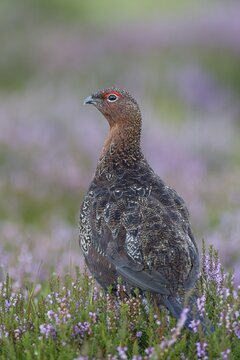 Red grouse (Lagopus lagopus scotica) adult male bird on a Summer moorland in flowering Heather plants, Yorkshire, England, United Kingdom