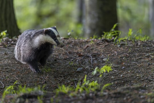 The badger moth (Meles meles) spends a few minutes in front of the burrow in front of setting off in search of food, nocturnal, Germany