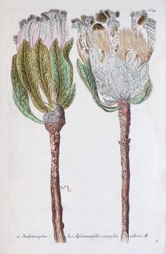 Silver tree (Scolymocephalus) by Johann Wilhelm Weinmann, from Phytanthoza Iconographia, 1737, Augsburg