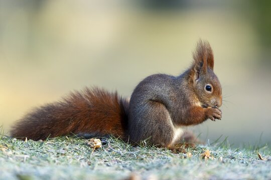 Eurasian red squirrel (Sciurus vulgaris) during foraging, Germany