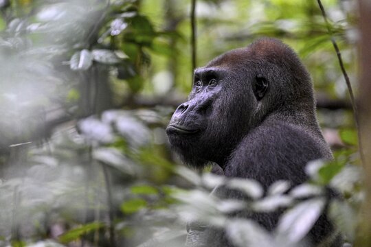 Western lowland gorilla (Gorilla gorilla gorilla), male, silverback, Ba&iuml;-Hokou, Dzanga-Ndoki National Park, Unesco World Heritage Site, Dzanga-Sangha Complex of Protected Areas (DSPAC), Sangha-Mba&eacute;r&eacute; Prefecture, Central African Republic