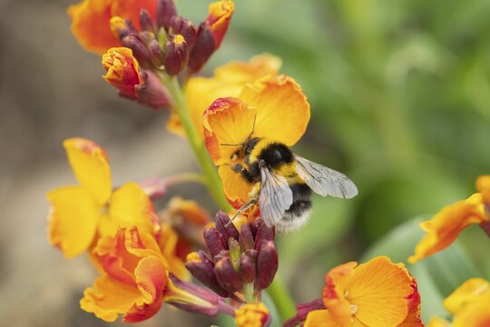 Buff-tailed bumblebee (Bombus terrestris) adult bee insect feeding on a flowering wall flower in a garden in spring, Suffolk, England, United Kingdom