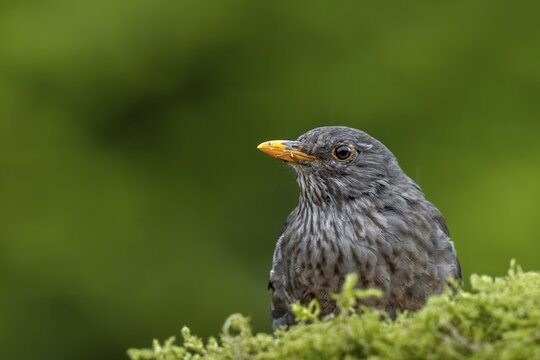 Before the female blackbird (Turdus merula) starts collecting moss for the nest, she has to exclude all dangers in the neighbourhood, garden bird, May, Germany