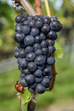 Pinot noir grapes on a vine shortly in front of harvest, near Durbach, Ortenaukreis, Black Forest, Baden-W&uuml;rttemberg, Germany