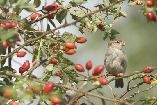 House sparrow (Passer domesticus) in a rose hip bush (Rosa canina), Allg&auml;u, Bavaria, Germany