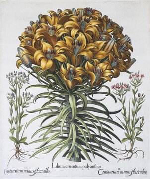 Lily (Lilium), hand-coloured copper engraving by Basilius Besler, from Hortus Eystettensis, 1613