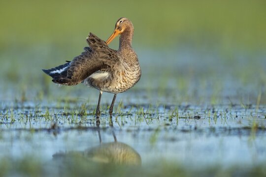 Black-tailed Godwit (limosa limosa) in a wet meadow, plumage care, Lake D&uuml;mmer, Lembruch, Lower Saxony, Germany