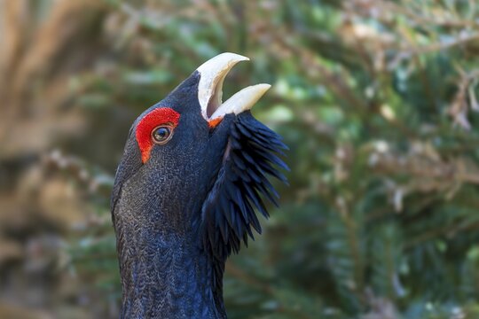 Bird's head with red crest points upwards and is depicted in a green background, capercaillie, cock (Tetrao urogallus), France