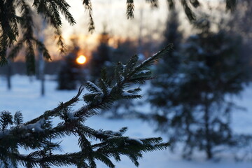 sunset in the forest © Evgenii Ryzhenkov