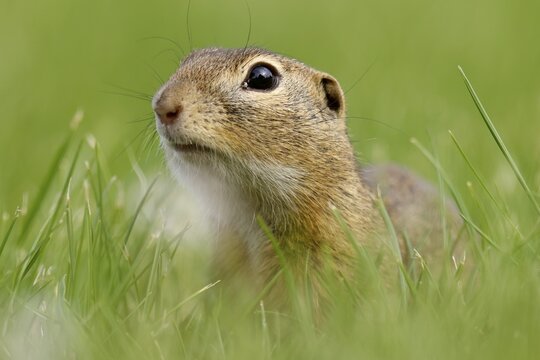 Gopher (Spermophilus citellus) in a flower meadow, wildlife, Burgenland, Austria
