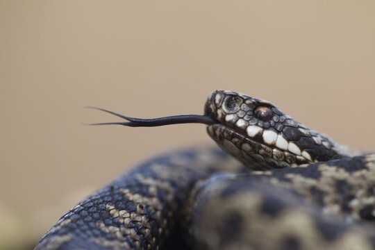 Common european adder or viper snake (Vipera berus) adult reptile flicking or sticking its tongue out in spring, England, United Kingdom