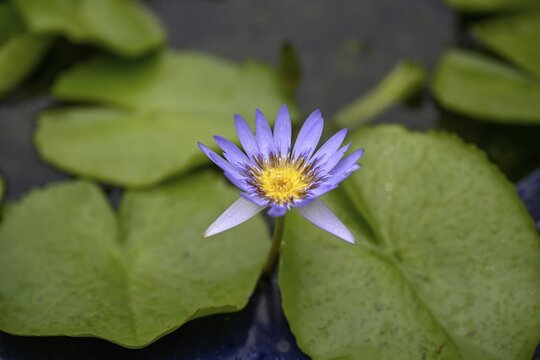 Water lily in a pond at Wat Pho, Temple of the Reclining Buddha, Bangkok, Thailand