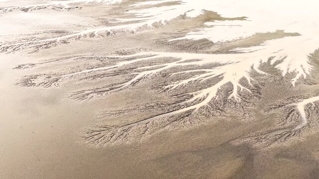 Drone phootography of Receding tide reveals beautifal twin tree pattern. on the mudflat in the Qiantang River in China