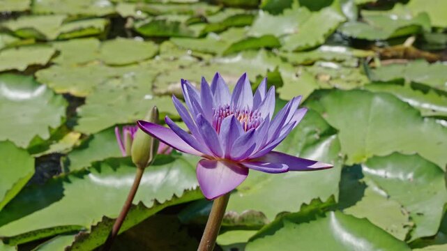 Blooming waterlily flower in pond water. Lilies flower in nature. Summer nature. Bright purple flowering lily in tropical waters. Flower of Nymphaea waterlily. Flowering Nymphaea lily. Lily blossom