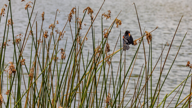 Red Wing Blackbird Sitting in Bulrush