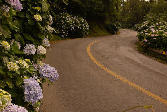 Imagem de estrada sinuosa com flores