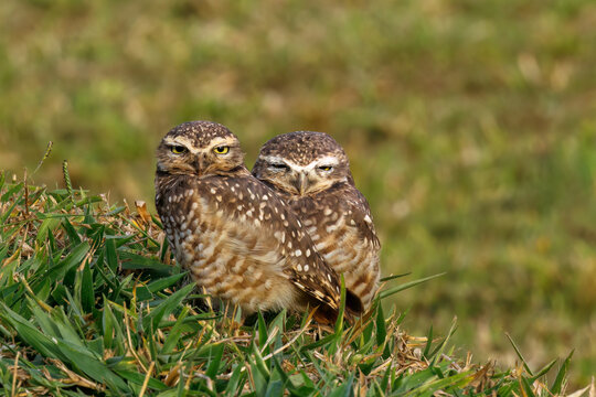 Two burrowing owls standing close together on a grassy mound, one glaring at the camera and one squinting, funny expressive owl pair