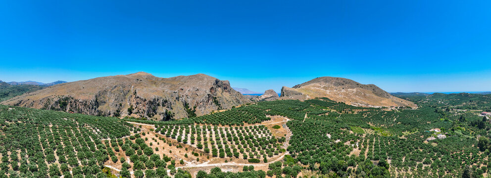 Olive groves stretch across the rugged hills of Crete beneath a cloudless Mediterranean sky &mdash; a timeless view of Greek agriculture and sun‑baked terrain captured in summer light.