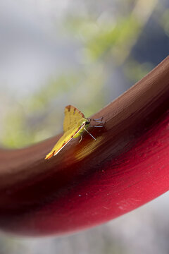papillon jaune