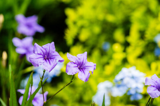 purple flowers in garden