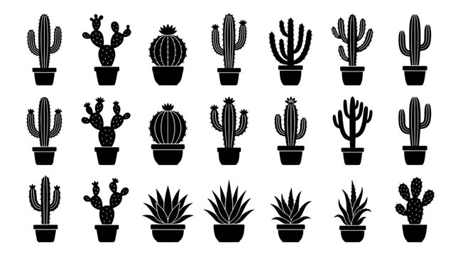Collection of cactus and succulent plants in pots