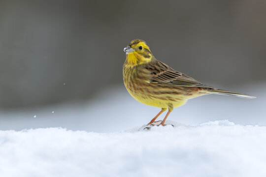 Yellowhammer Standing on Fresh Snow