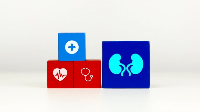 The doctor's hand displays a cube with a kidney icon. Raising awareness about kidney health and preventing kidney disease. Voluntary kidney donation.
