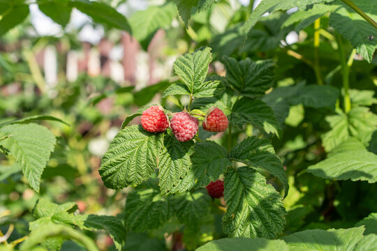 Close-up of a raspberry plant showing berries in different stages of ripeness - from green to pinkish-red.