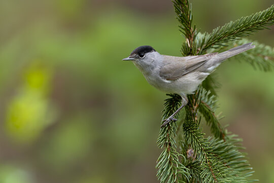 Eurasian Blackcap on Spruce