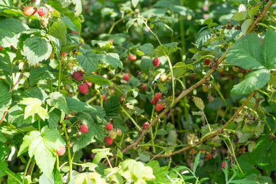 Raspberry plant with several ripe red berries resting on textured green leaves.