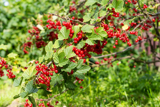 Close-up of a raspberry plant with several ripe red berries resting on textured green leaves.